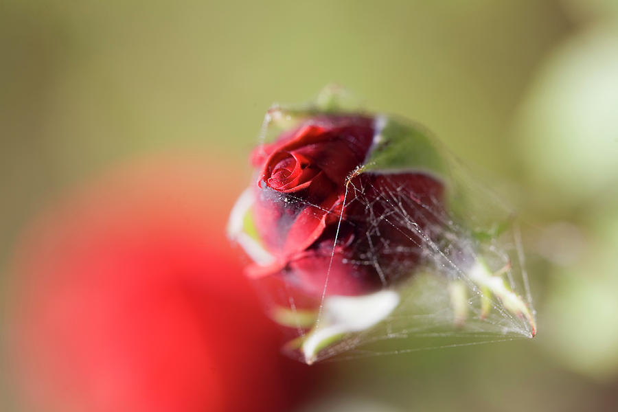 Nature Photograph - Rose by Diego Pagani