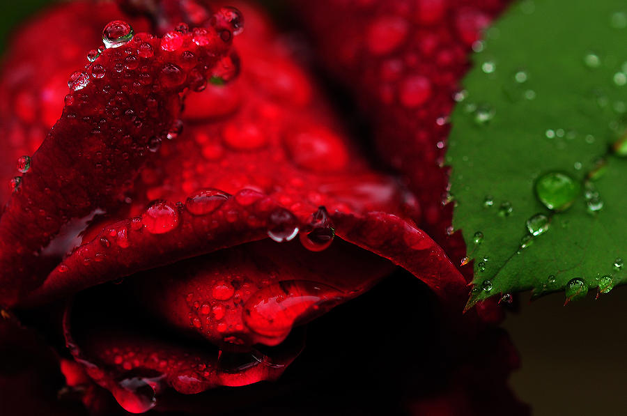 Rose Photograph by Dragan Kudjerski