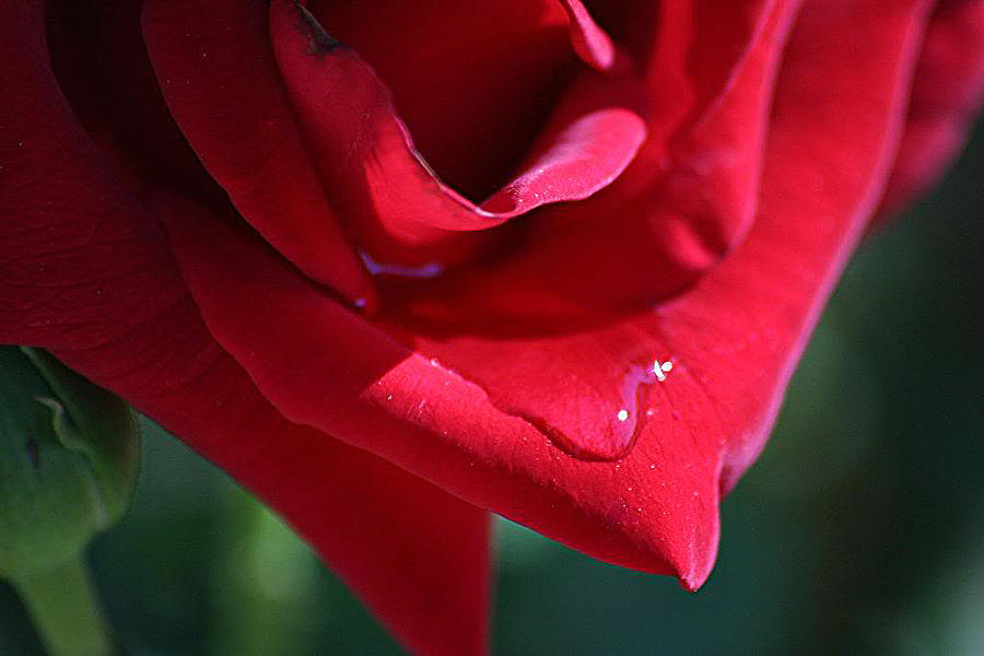 Nature Photograph - Rose Drop by Louise Mingua