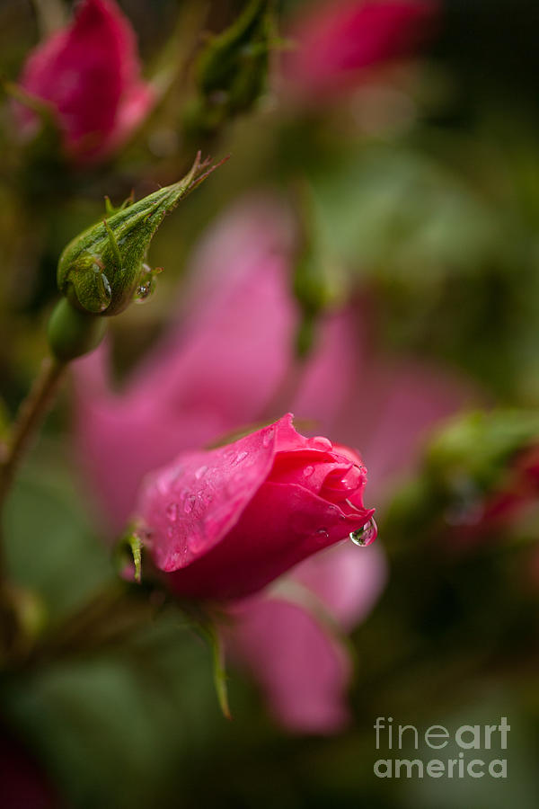 Rose Drop Photograph