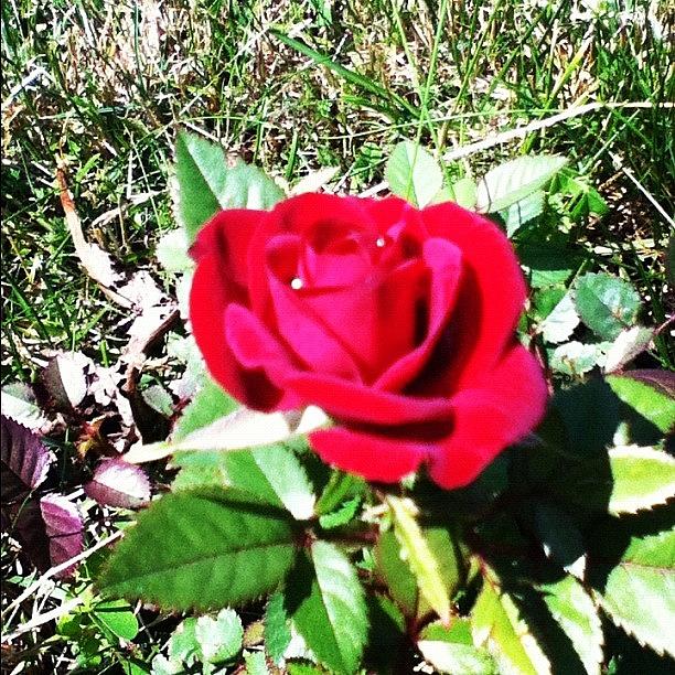 Rose Photograph - #rose #edit #hardwork #gardening #garden by Jamiee Spenncer