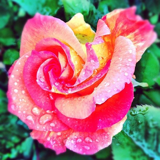 Spring Photograph - #rose #flower #blooms #beautiful #dew by A Loving