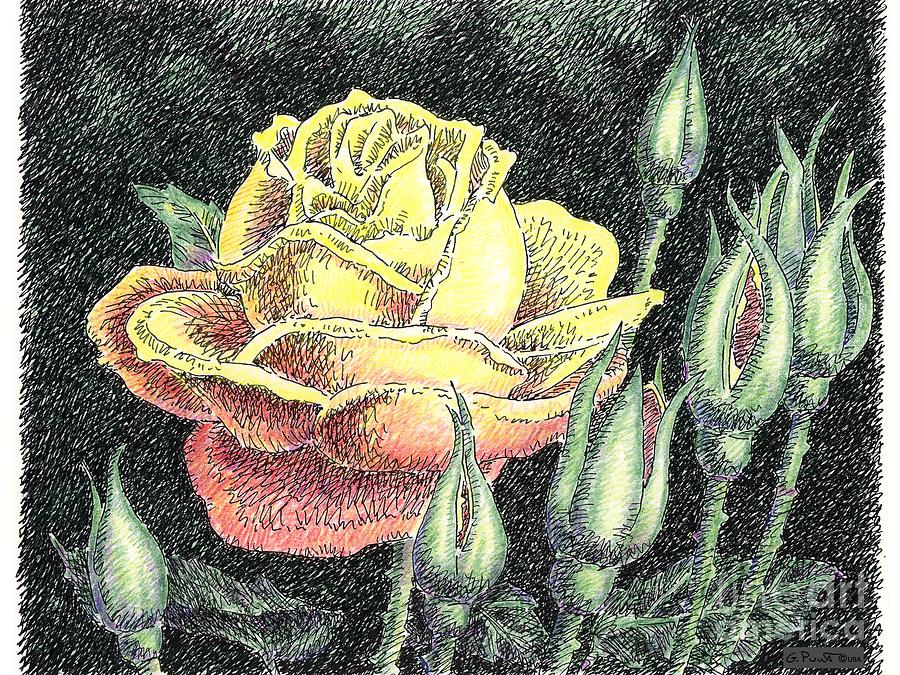 Rose Flower Drawing 4 Painting by Gordon Punt