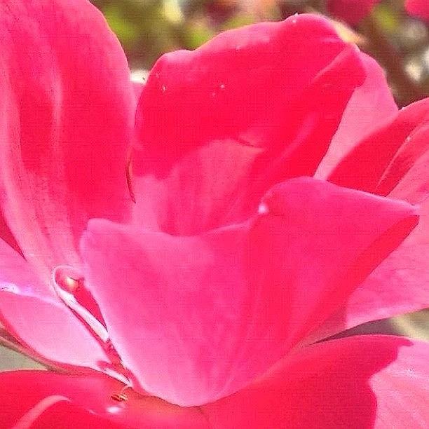 Rose Photograph - #rose #flower In My Garden #webstagram by Irina Moskalev