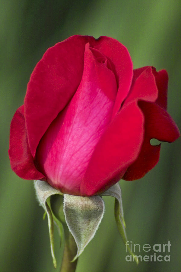 Rose Flower Series 1 Photograph by Heiko Koehrer-Wagner
