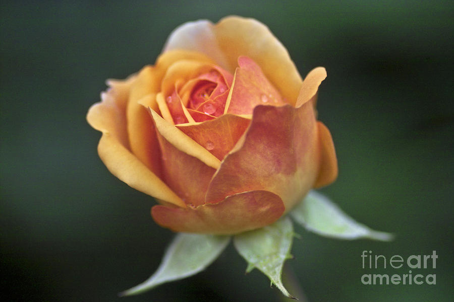 Rose Flower Series 10 Photograph by Heiko Koehrer-Wagner