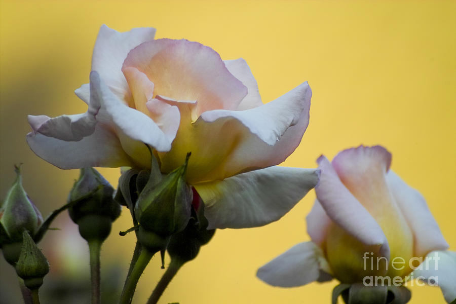 Rose Flower Series 3 Photograph by Heiko Koehrer-Wagner