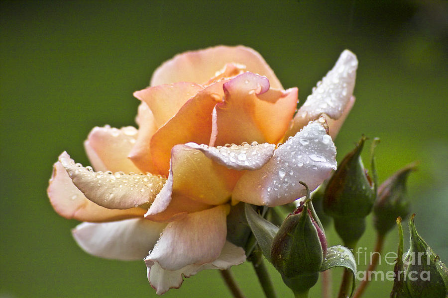 Rose Flower Series 4 Photograph by Heiko Koehrer-Wagner