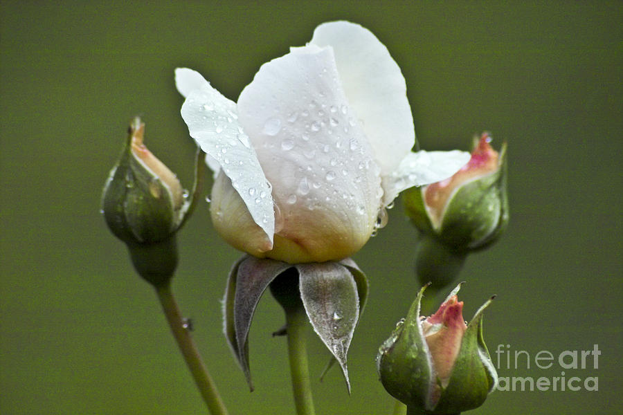 Rose Flower Series 5 Photograph by Heiko Koehrer-Wagner