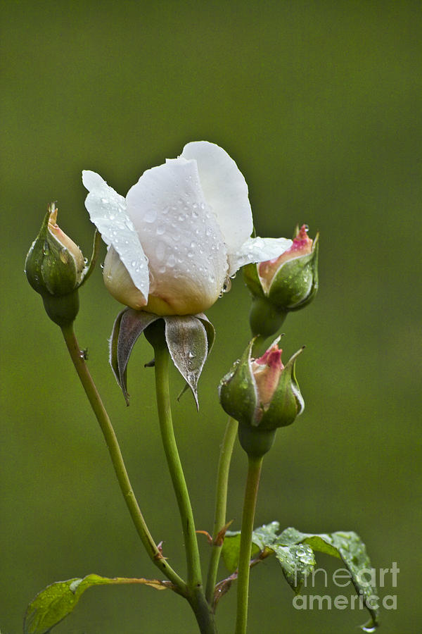 Rose Flower Series 6 Photograph by Heiko Koehrer-Wagner