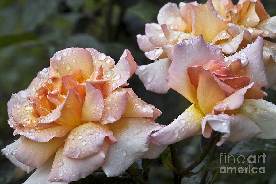 Rose Flower Series 7 Photograph by Heiko Koehrer-Wagner