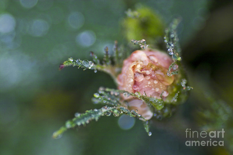 Rose Flower Series 9 Photograph by Heiko Koehrer-Wagner