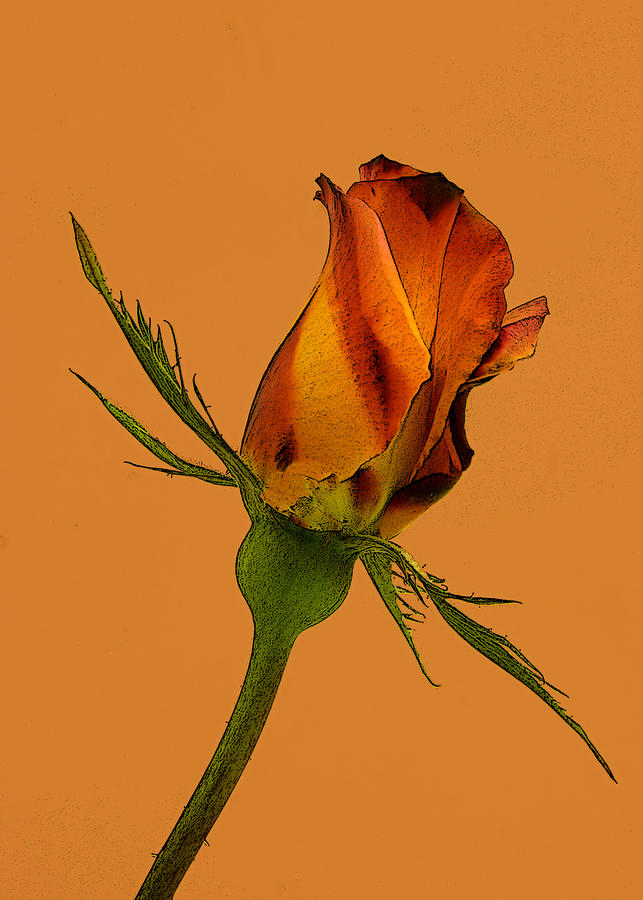 Rose Photograph by Floyd Hopper