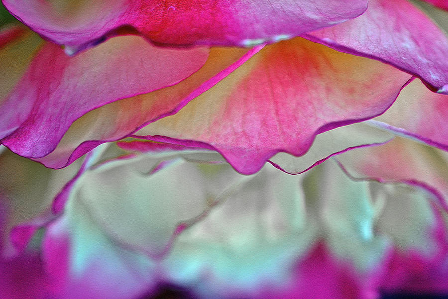 Rose Folds II Photograph by Bill Owen