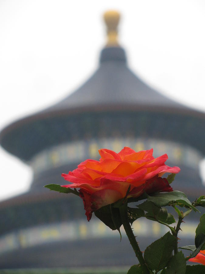 Rose From Temple Of Heaven Photograph by Alfred Ng