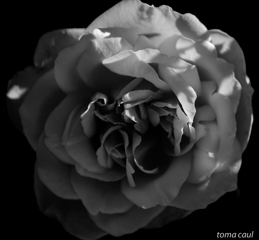 Rose from the Shadows Photograph by Toma Caul - Fine Art America