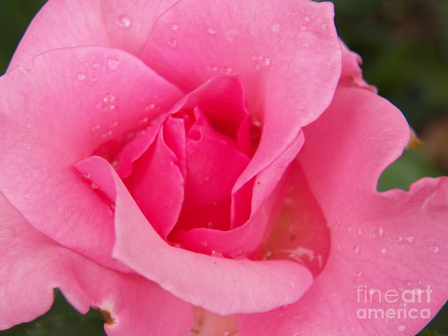 Rose full of tears for Mom Photograph by Judy Via-Wolff