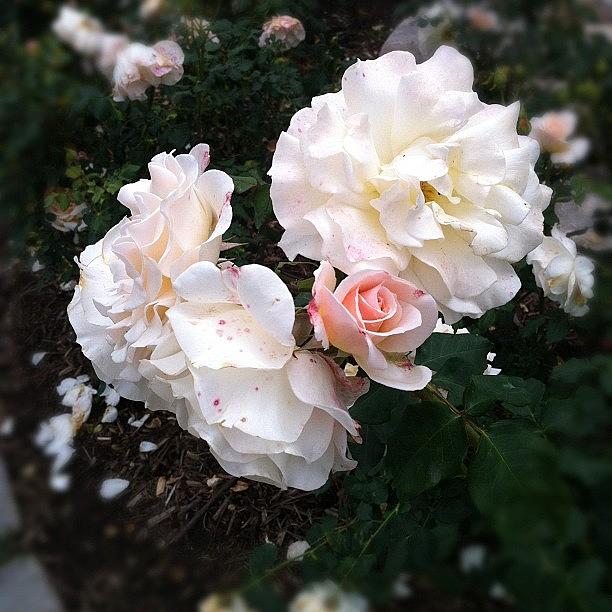 Rose Photograph - Rose Garden @ Huntington Library by Agustin  Hsu 