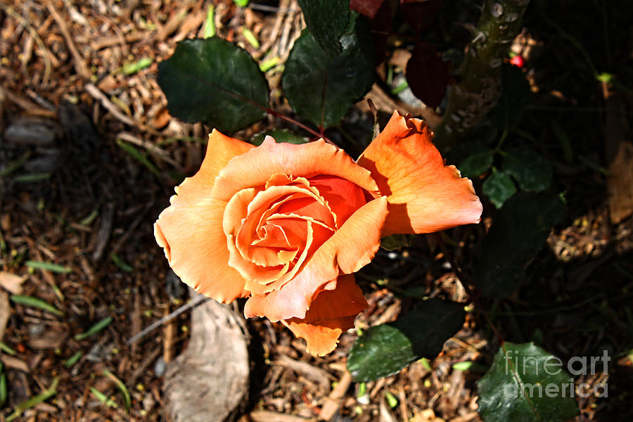 Flower Photograph - Rose Garden-2 by Tommy Anderson