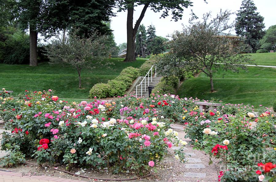 Rose garden 2 Photograph by Yumi Johnson