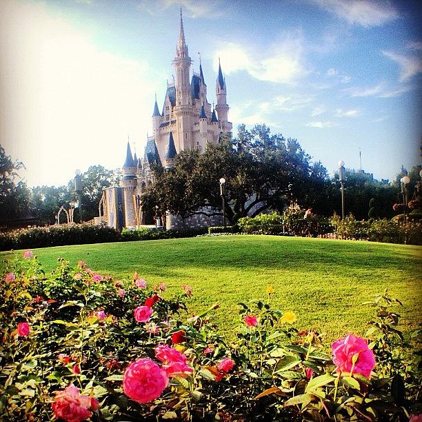 Disney Photograph - Rose Garden.... #magickingdom  #disney by Chesley Lanford