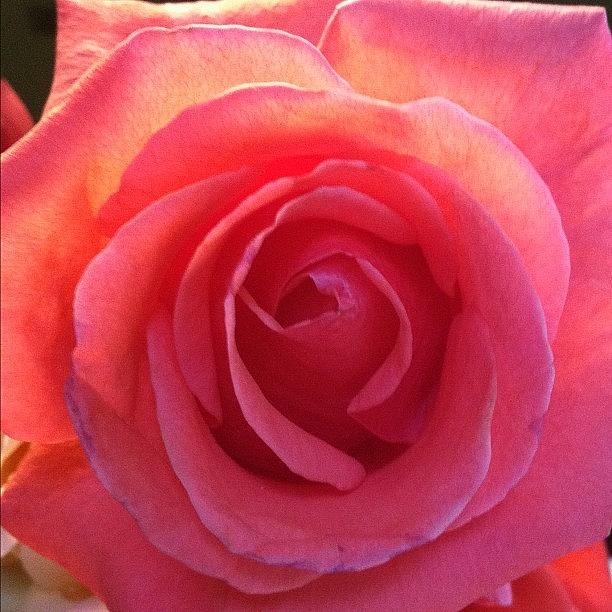 Rose Photograph - Rose Garden To Crystal Vase....fresh Cut by Vicki Damato