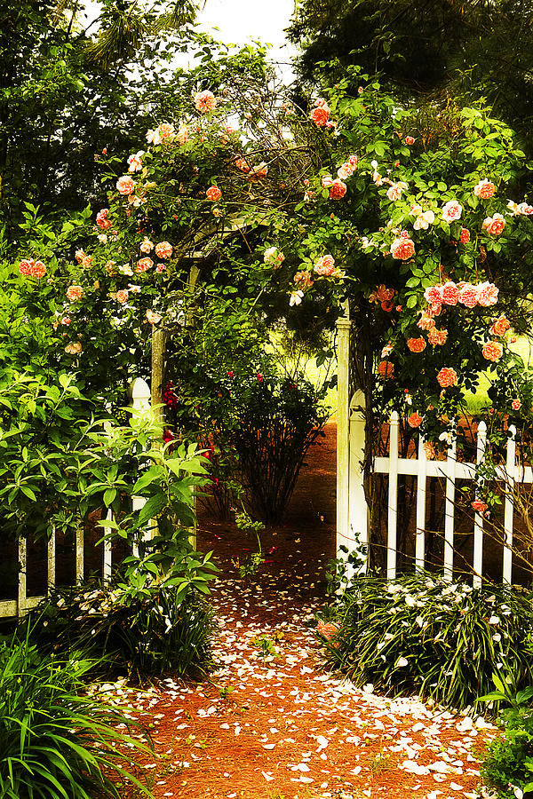 Rose Garden Photograph by Trudy Wilkerson