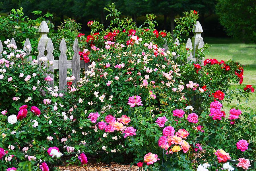 Rose Garden Photograph by Virginia Folkman