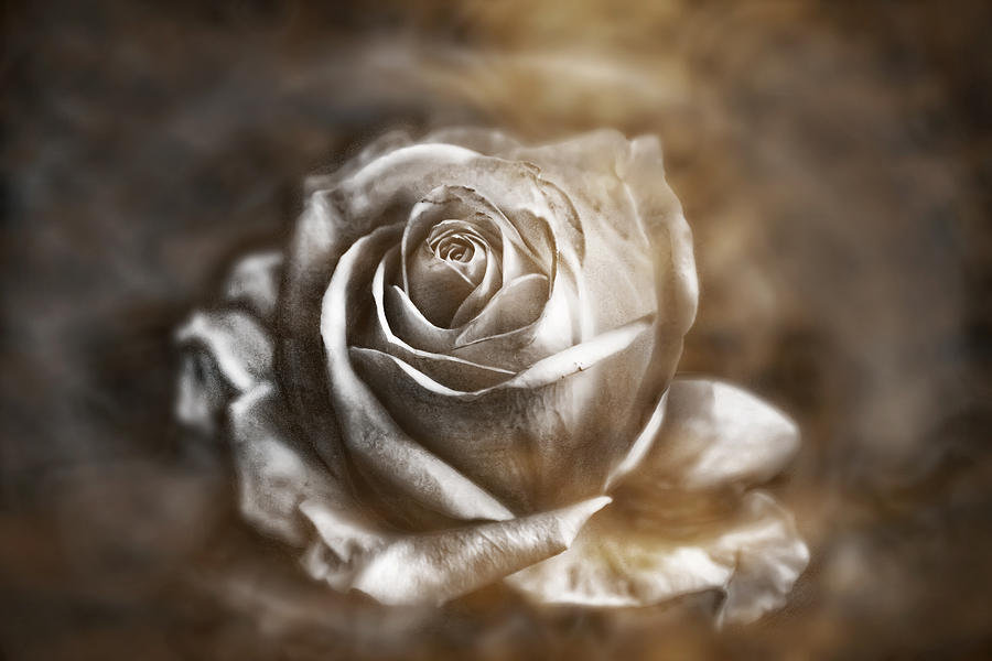 Rose Photograph by Gouzel -