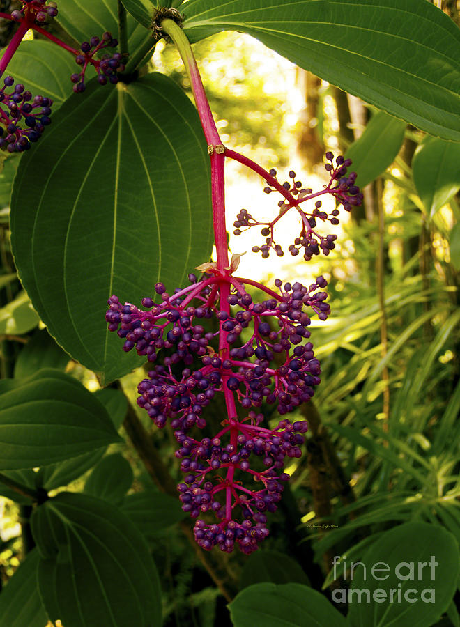 Tropical Plant Photograph - Rose Grape by Patricia Griffin Brett