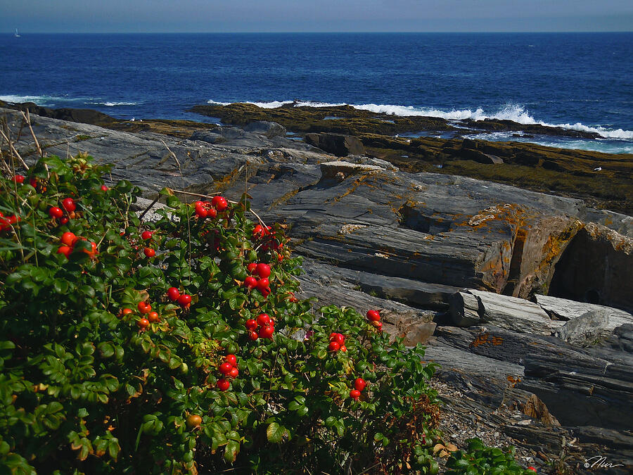 Rose Hips at Two Lights Cape Elizabeth Maine Photograph by Nancy Griswold