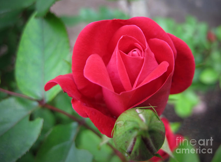 Rose In Bloom Photograph by Arlene Carmel