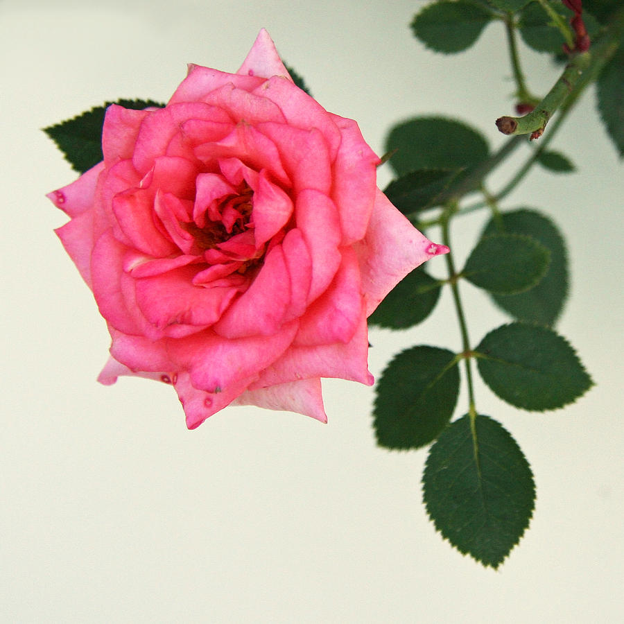 Flowers Still Life Photograph - Rose in Full Bloom by Brooke T Ryan