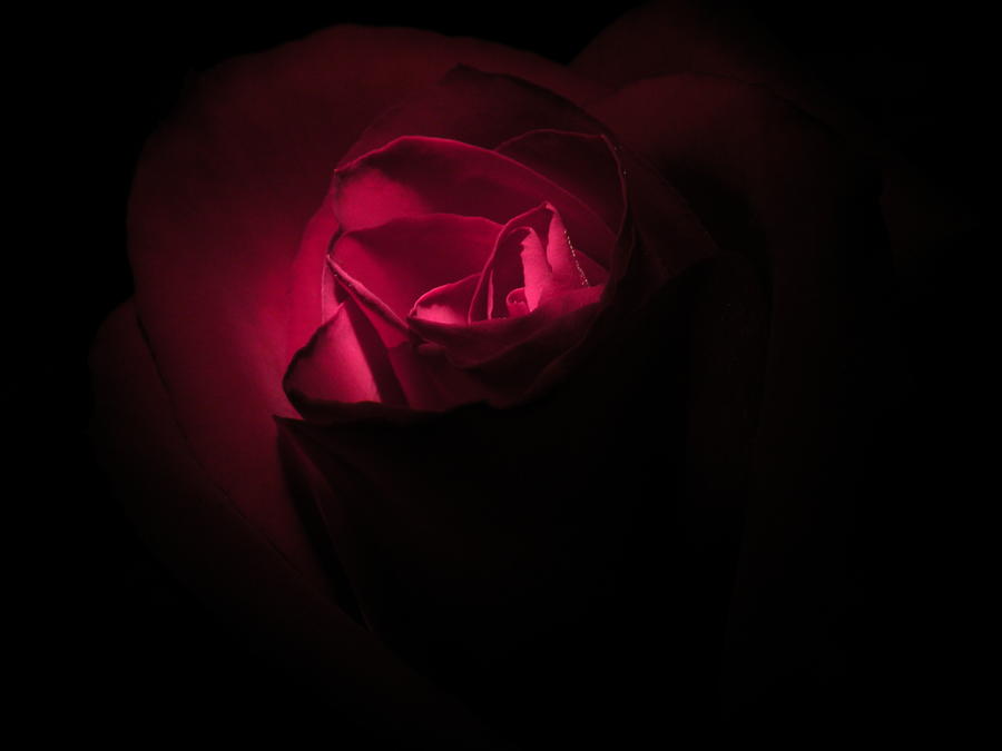 Rose In Light Photograph By Carla White Fine Art America
