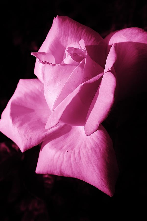 Summer Photograph - Rose in Magenta by Bruce Bley