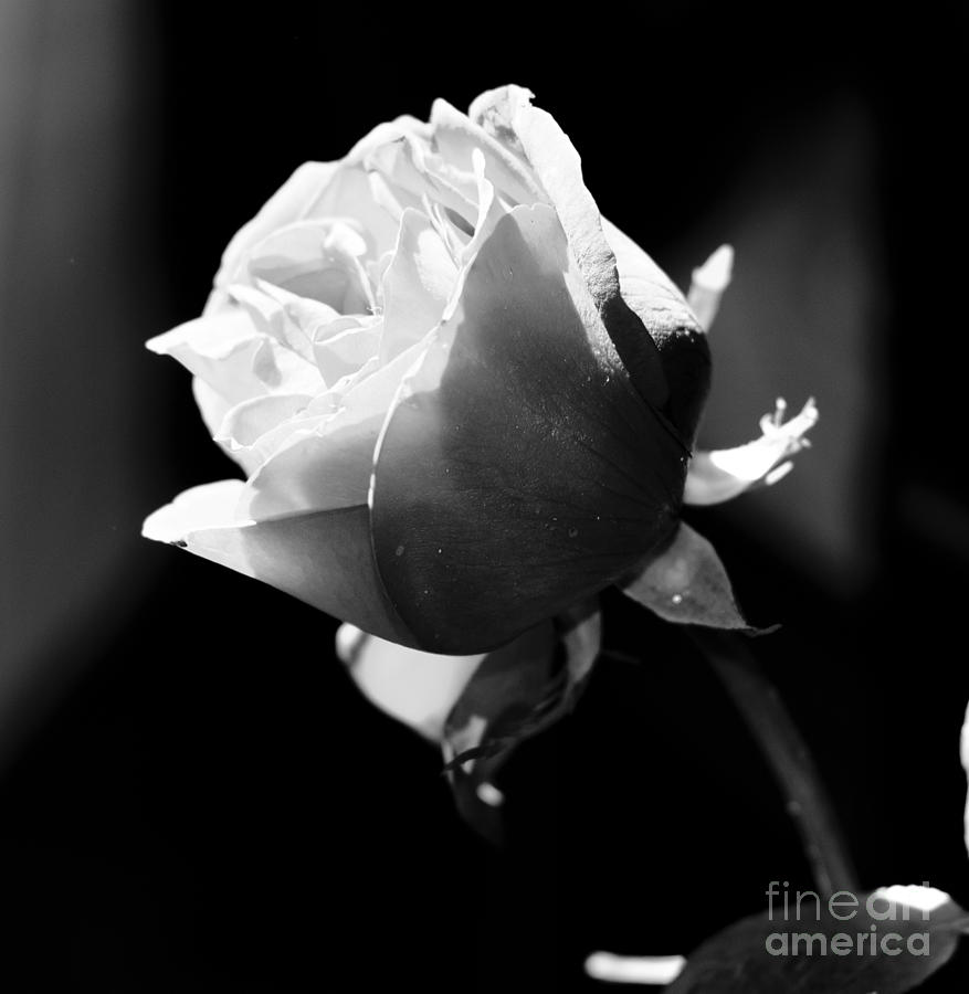 Rose In Monochrome Digital Art by Pravine Chester