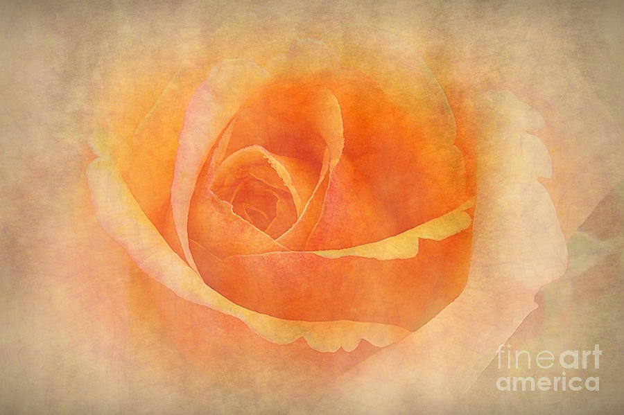 Vintage Photograph - Rose in Peach by Judi Bagwell