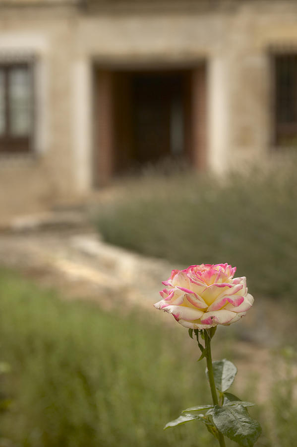 Rose in Spain Photograph by Christopher Bowden Fine Art America