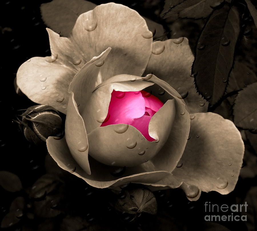 Rose in the Rain Photograph by Andrea Kollo