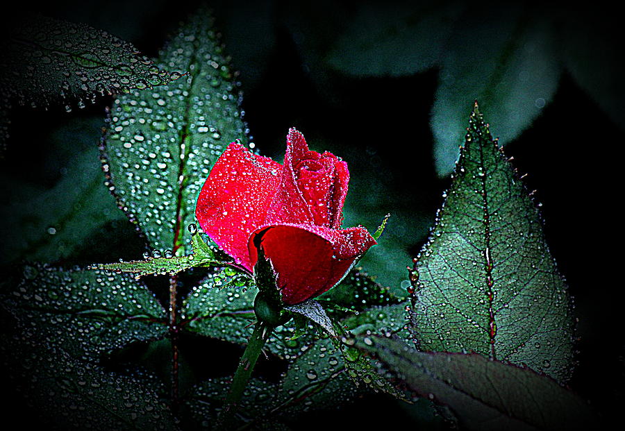 ورديات  Rose-in-the-rain-frank-selvage