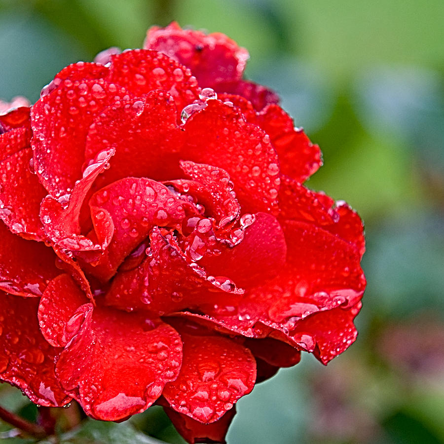 Rose in the rain Photograph by Mike Santis