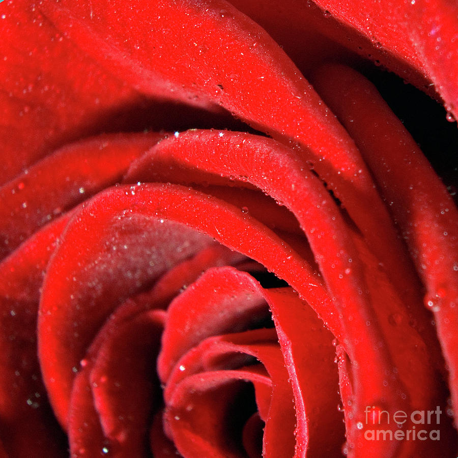 Rose Photograph by Joerg Lingnau