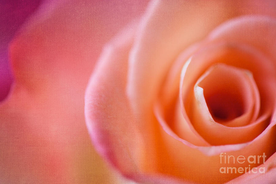 Rose Photograph - Rose  by Kim Fearheiley
