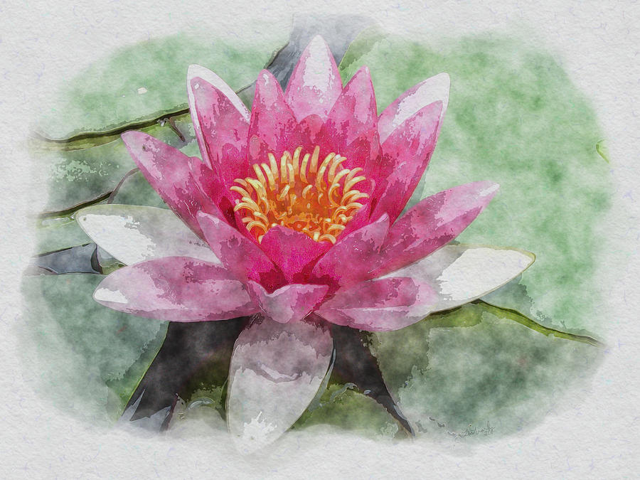 Rose Lilly Painting by Tim Towler - Fine Art America