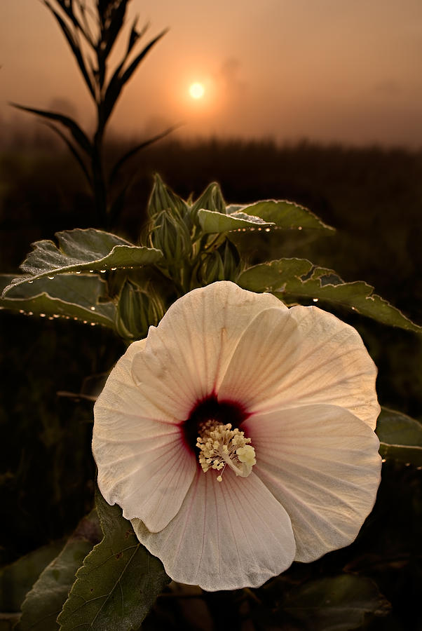 Rose Mallow Photograph by Robert Charity