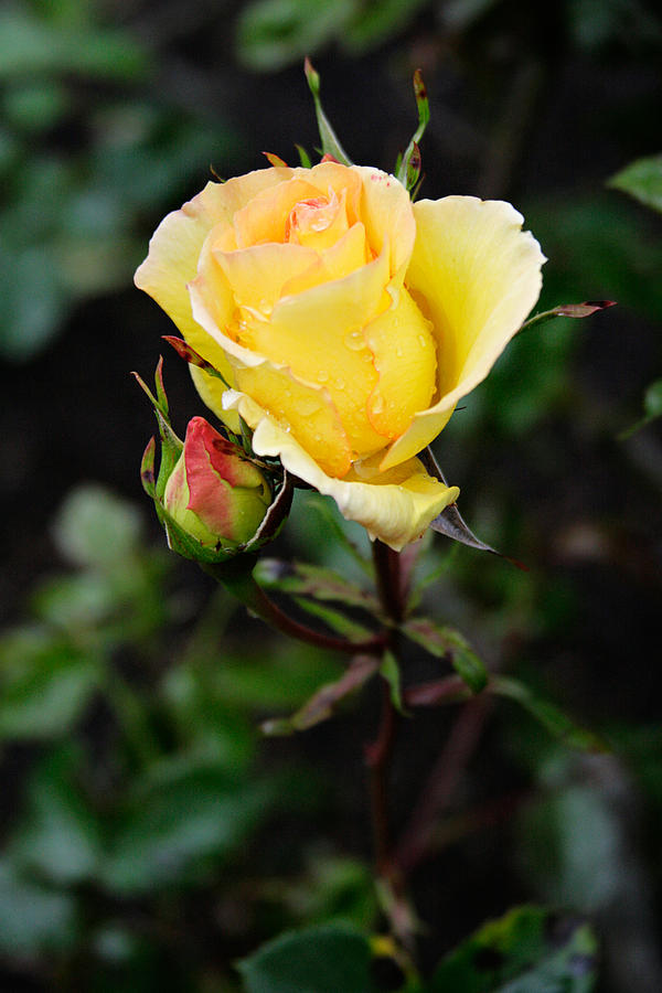 Yellow Rose Photograph by Masha Batkova