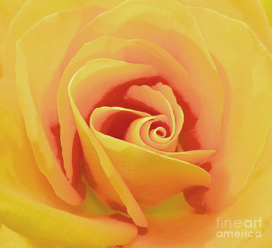 Abstract Photograph - Rose Micro 3 by Cindy Lee Longhini