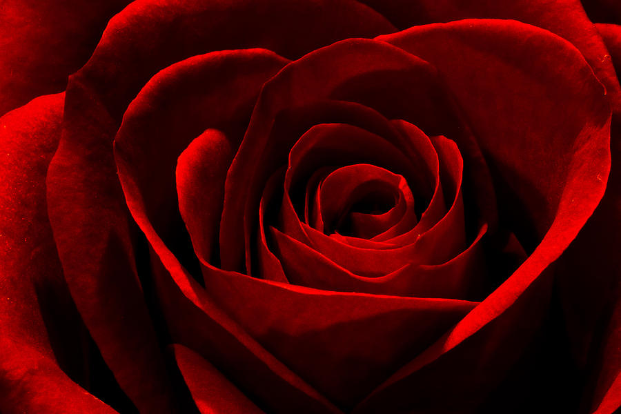 Rose Photograph by Mitch Shindelbower