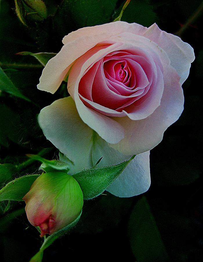 Nature Photograph - Rose of My Rose by Shirley Sirois