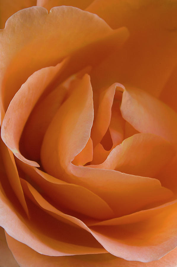 Rose of Orange Photograph by Carolyn DAlessandro